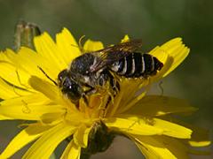 Leaf-cutter Bee